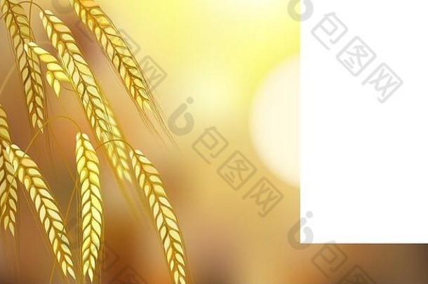 金大麦植物耳朵场收获时间