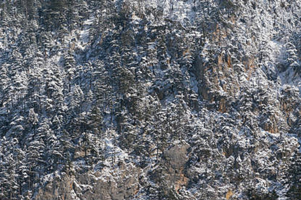 背景垂直岩石松柏科的森林日益增长的