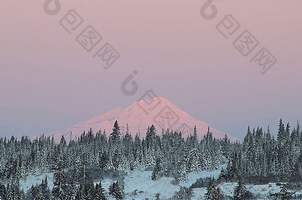 堡垒火山阿拉斯加发光的粉红色的日出冬天云杉树前景