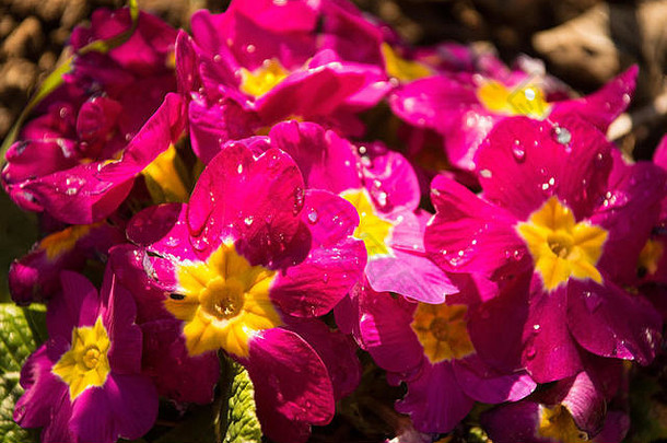 粉红色的报春花日益增长的春天北东意大利焦点花前面左常见的报春寻常的各种primr