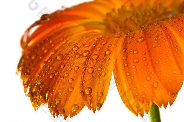 橙色黛西花滴水白色背景