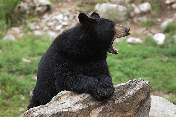 黑色的熊打哈欠坐着岩石