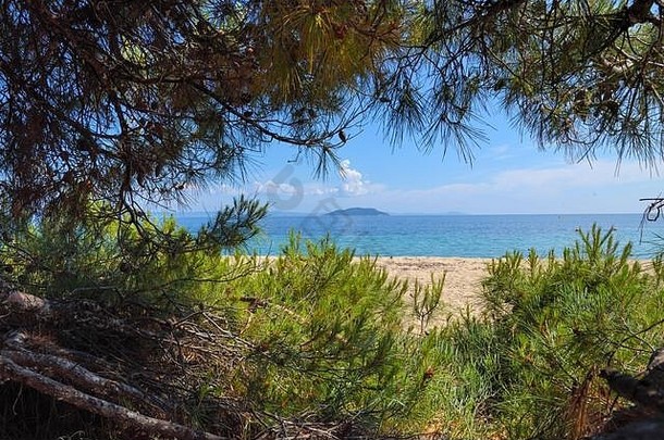 海视图海滩松森林树海哈尔基季基上希腊