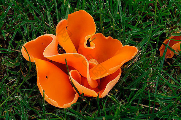 橙色皮真菌aleuria橘黄色的