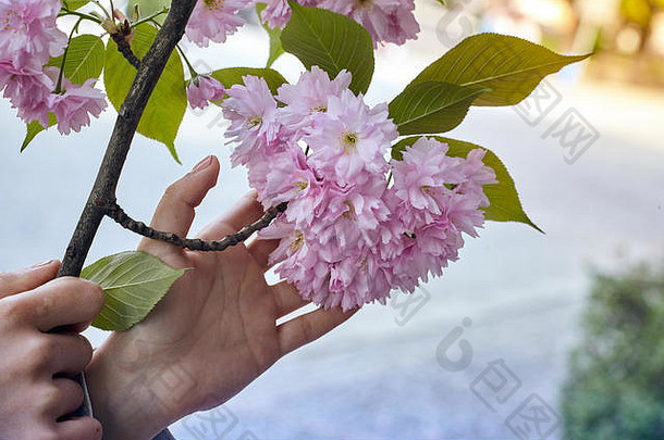 特写镜头女人的手持有分支盛开的樱桃树