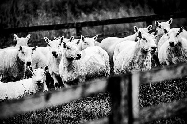 霍南凯尔索苏格兰边界7月有机饲养南国家切维奥特羊羔西班牙断奶母羊chatto农场