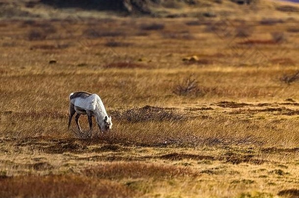 冬天个月驯鹿至今塔兰杜斯山饲料低地南海岸冰岛