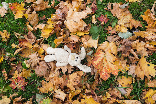 玩具兔子下降秋天叶子