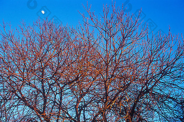 只冬天分支机构树枝常见的灰树发光的红色的设置太阳月亮不断上升的清晰的蓝色的天空
