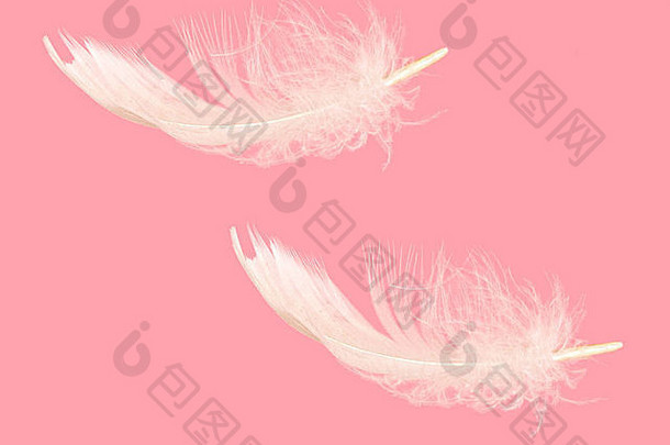自然吃水浅的毛茸茸的粉红色的羽毛