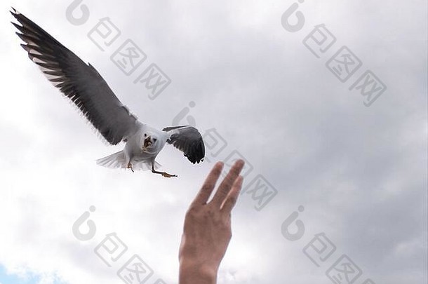 海鸥较小的黑背larusfuscus俯冲空气捕捉食物形式手天空背景