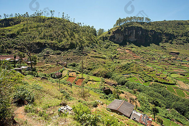 茶灌木覆盖山坡上努瓦拉埃利亚斯里兰卡斯里兰卡