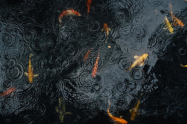 锦 鲤鱼池塘雨