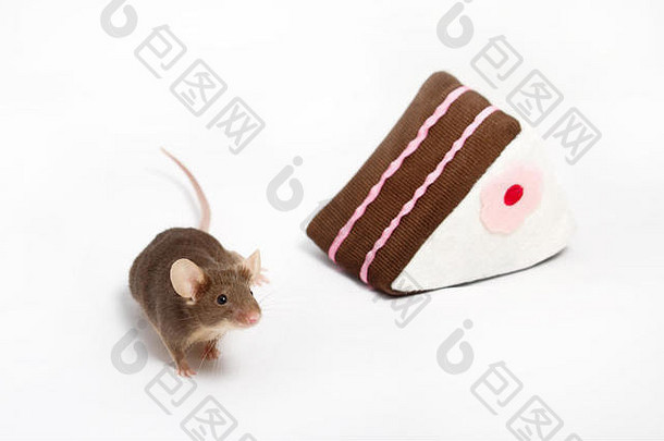 好奇的国内鼠标坐在豪华的玩具蛋糕蛋糕棕色（的）粉红色的