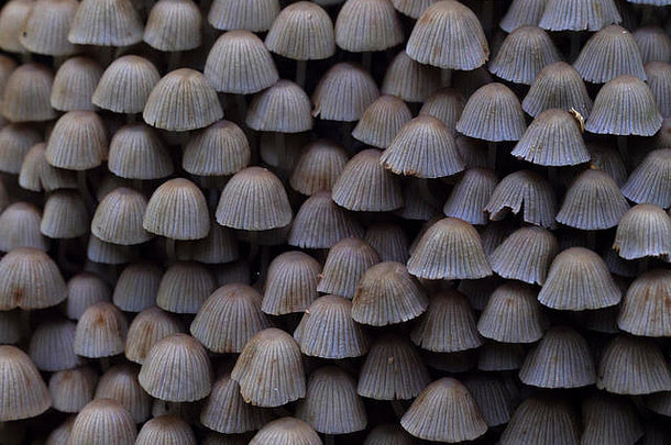 大集团有毒的蘑菇背景森林