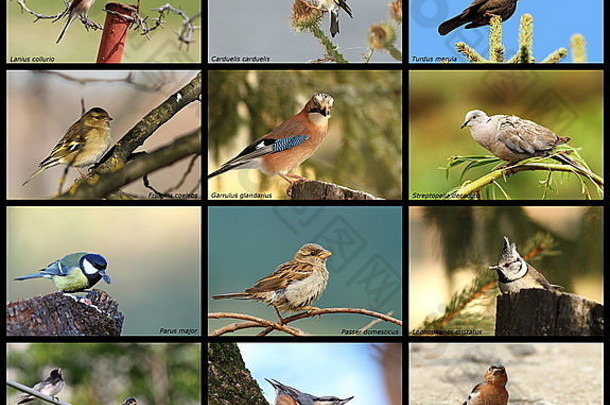 集合图片鸟生活花园