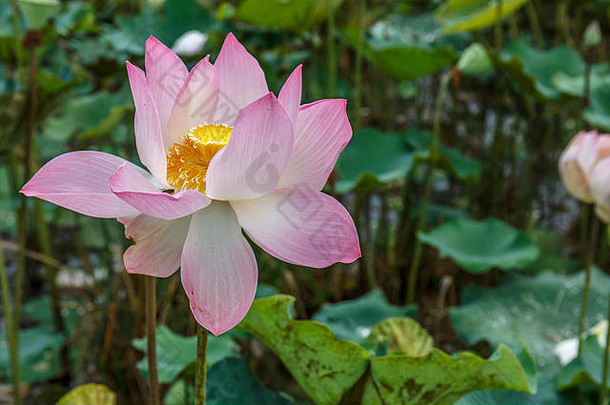 单优雅的粉红色的白色莲花花明亮布鲁姆平静和平自然热带池塘春天早....亚洲