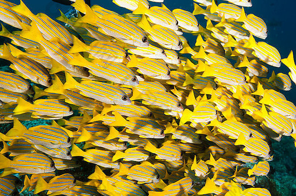 bluestripe鲷鱼卢特亚努斯卡斯米拉热带珊瑚礁岛屿帕劳密克罗尼西亚