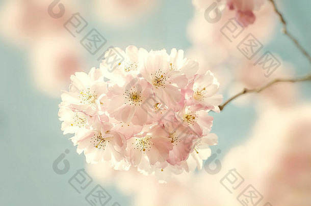 特写镜头美丽的柔粉色春天开花花“荣誉”樱桃树李属“荣誉”蓝色的天空