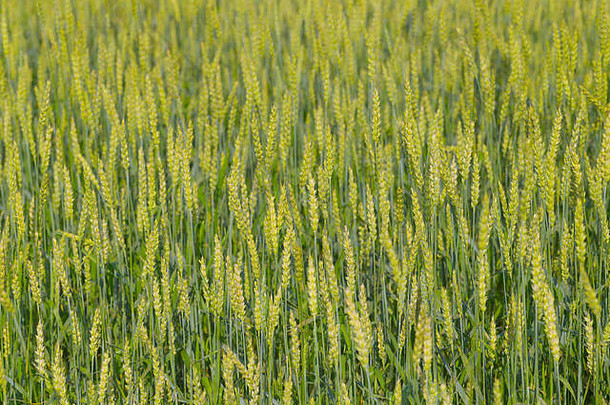 小麦耳朵新鲜的收获夏天阳光明媚的一天成熟的小麦耳朵
