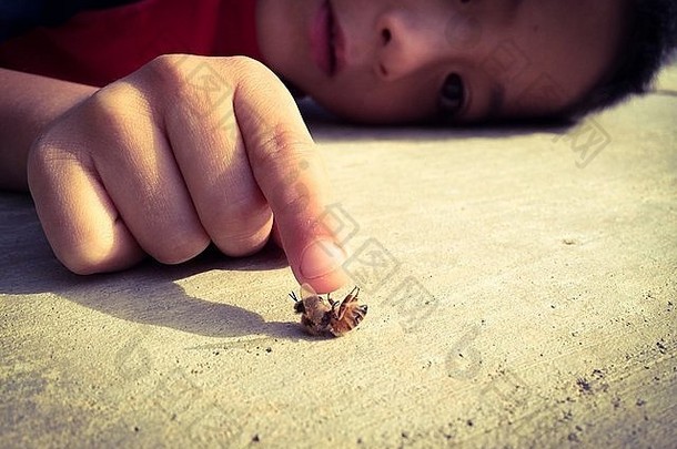 一年男孩触碰蜜蜂