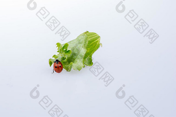 美丽的照片红色的瓢虫走生菜