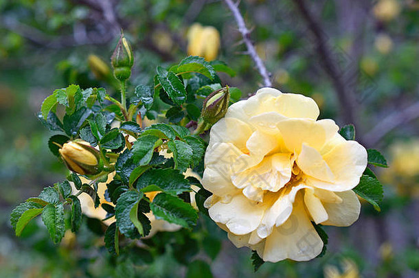 波斯黄色的玫瑰雨