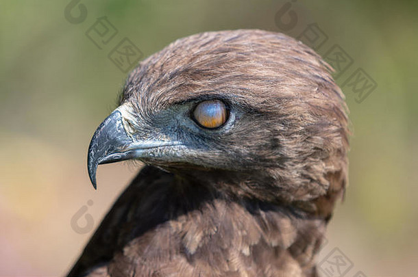 棕色（的）蛇鹰显示但是必须膜保护眼睛