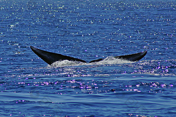 蓝色的鲸鱼尾巴太平洋海洋加州海岸