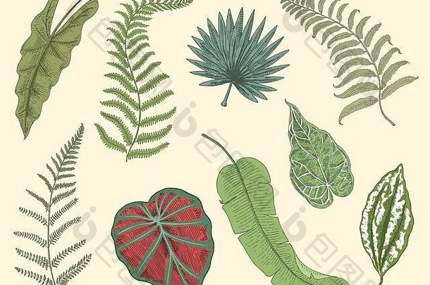 热带异国情调的叶子叶古董植物monstera蕨类植物棕榈香蕉植物学集花刻古董手画植物有机产品绿色背景