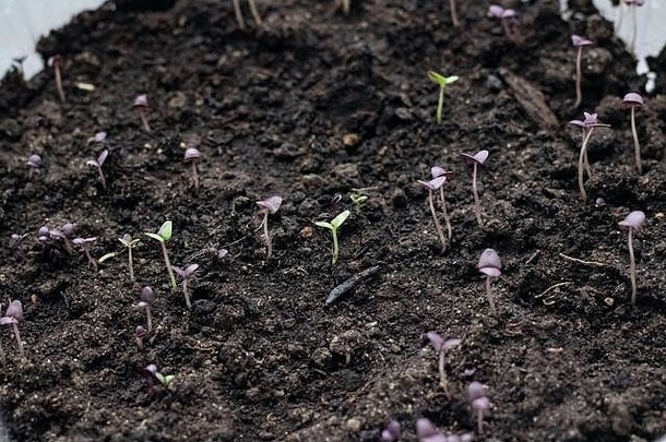 小绿色豆芽植物地面