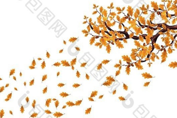 黄色的秋天分支大橡木树橡子飞行叶子插图