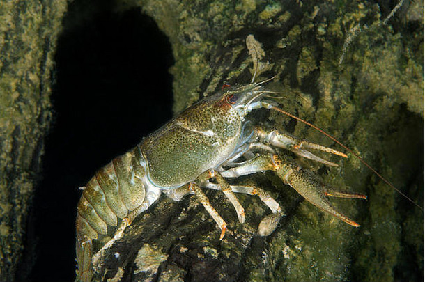 欧洲小龙虾高贵的小龙虾broad-fingered小龙虾阿斯塔库斯阿斯塔库斯东部欧洲