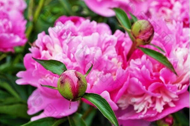 关闭味蕾花粉红色<strong>的牡丹</strong>布什花园芍药属花卉。