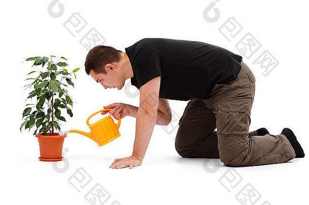 休闲年轻的男人。浇水热带榕属植物benjamina黄色的洒