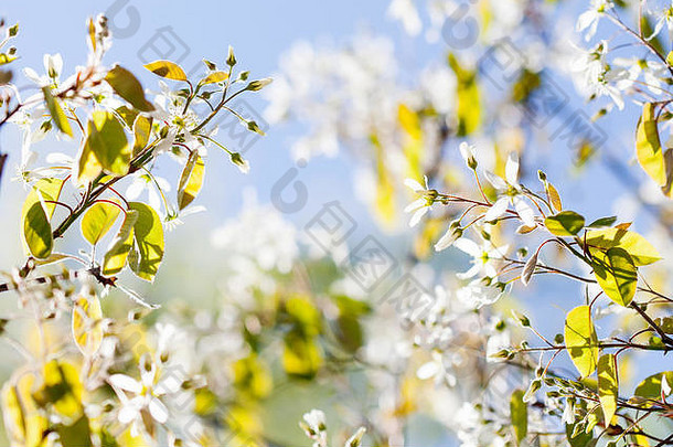 美丽的春天时间阳光明媚的一天花园景观开花白色花瓣水果树分支温柔的模糊蓝色的绿色散景背景浅深度场