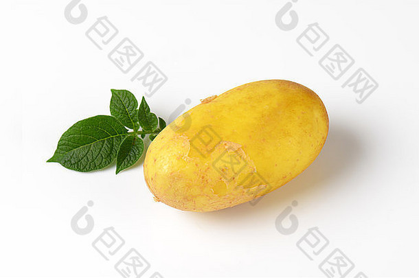单婴儿土豆叶子白色背景