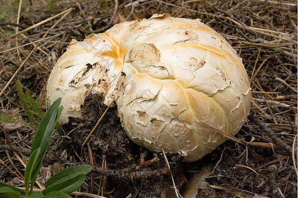 巨大的索吉尔新香菇属黄芩蘑菇发现罗斯叉岩石溪pintler山西方蒙大拿日益增长的
