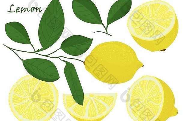 集黄色的切碎柠檬孤立的白色背景植物画涂鸦艺术热带柑橘类水果模式健康的食物框架