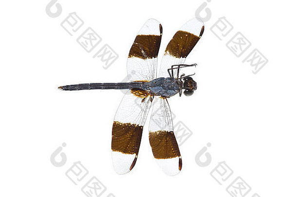 倒大热带蜻蜓孤立的白色背景特写镜头