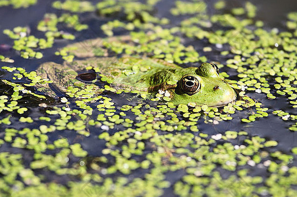 沼泽青蛙游泳池塘