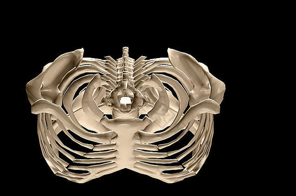 人类躯干骨骼系统
