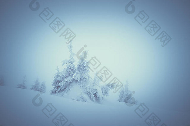 冬天景观云杉覆盖雪圣诞节视图神秘的雾颜<strong>色爽</strong>肤水低对比