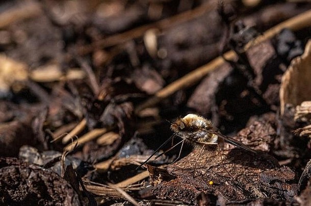 bee-fly幼虫饲料地面居住蜜蜂幼虫铺设鸡蛋巢入口