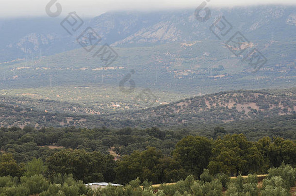 开放橡木林地放牧azuel塞拉莫雷纳安达卢西亚南部西班牙