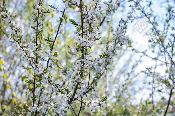 白色花樱桃树蓝色的天空
