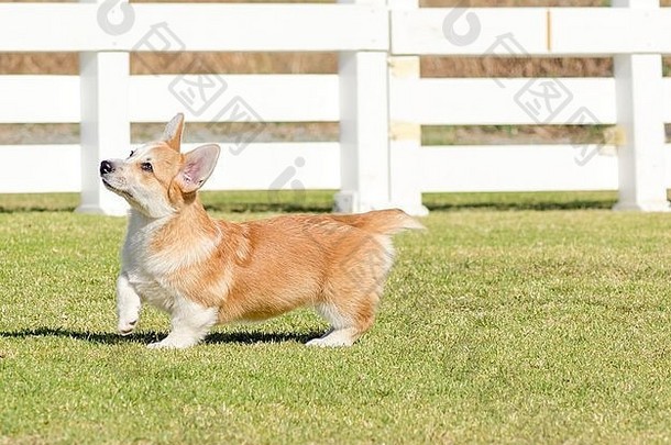 年轻的健康的美丽的红色的紫貂白色威尔士威尔士矮脚狗彭布罗克小狗狗停靠尾巴走草幸福的