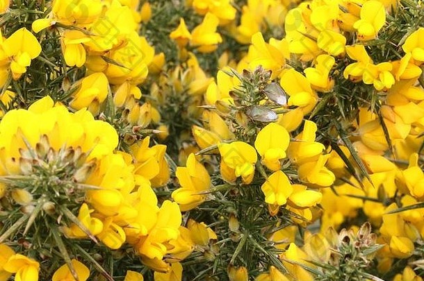 金雀花盾虫皮佐多罗斯礼仪所示宿主植物常见的金雀花Ulex欧罗巴