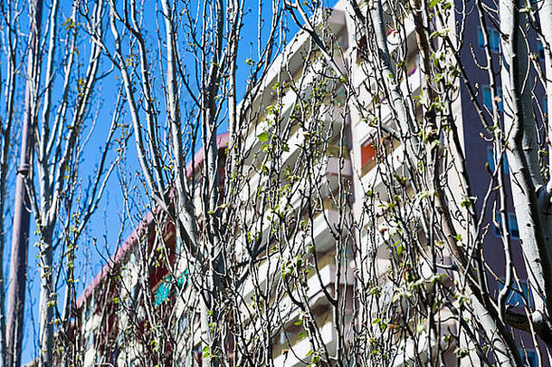 年轻的绿色春天树叶树现代市政房子背景