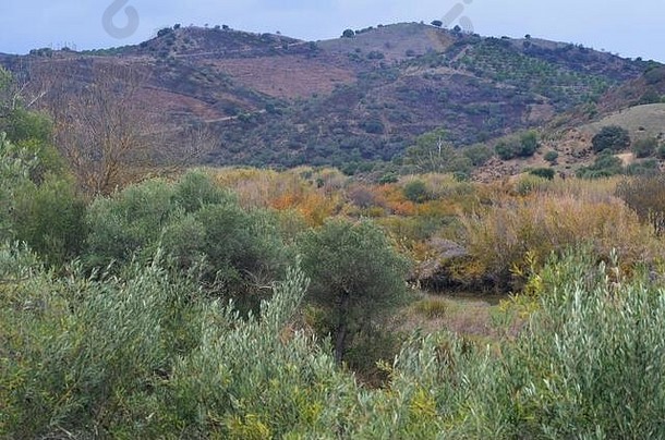 小规模的橄榄树果园地中海林地栖息地较低的瓜迪亚纳谷alentejo阿尔加夫南部葡萄牙